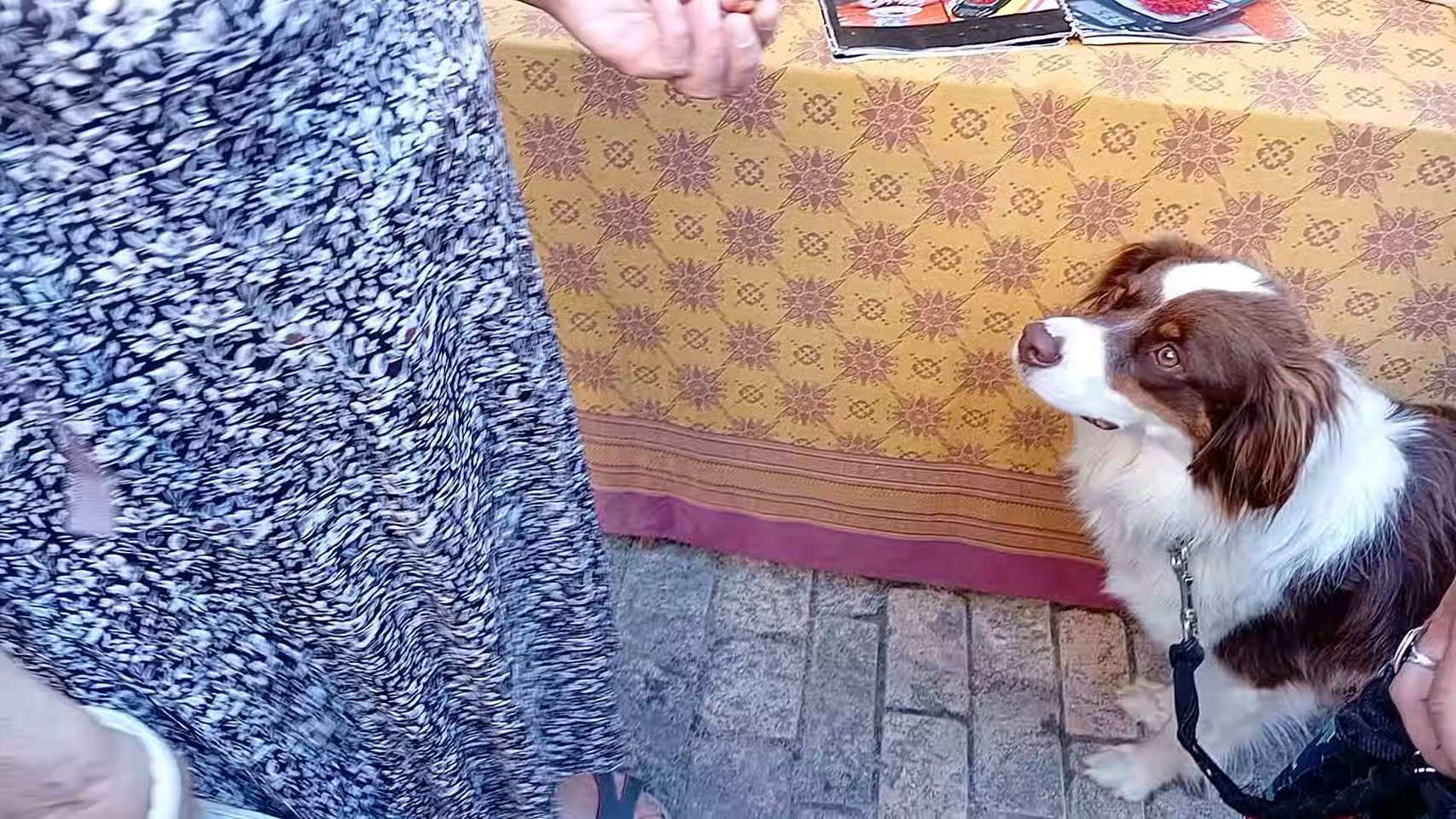 Un chien attentif pendant une séance d'éducation