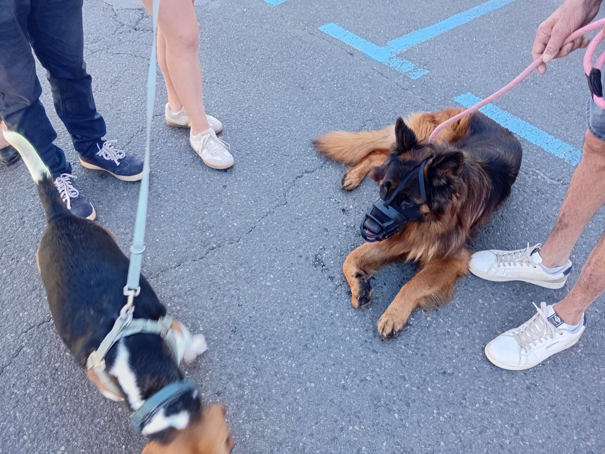 Séance encadrée avec plusieurs chiens